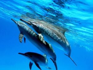 Dolphin House: Swimming with Dolphins in Hurghada