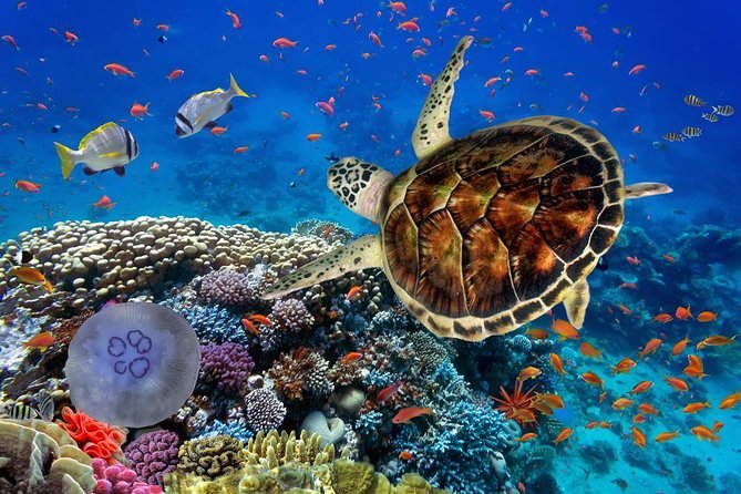 Marsa Mubarak diving site in Marsa Alam with turtles coral gardens and sandy lagoons