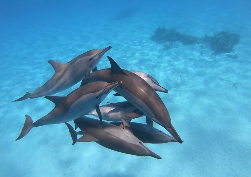 Private Hurghada SpeedBoat Tour to Dolphin House