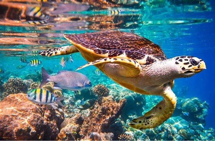 Sharm el Luli Snorkeling Tour - Underwater Paradise