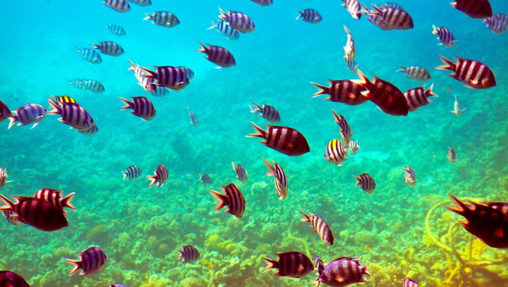 Sharm el Naga Snorkeling - Marsa Alam