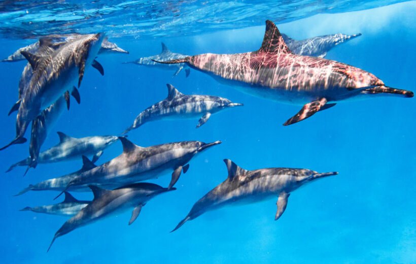 Sataya Marsa Alam - Swim with dolphins