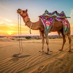 Camel Ride - icon