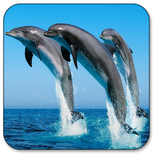 Dolphins - icon