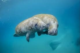 Swimming with Dugong - icon