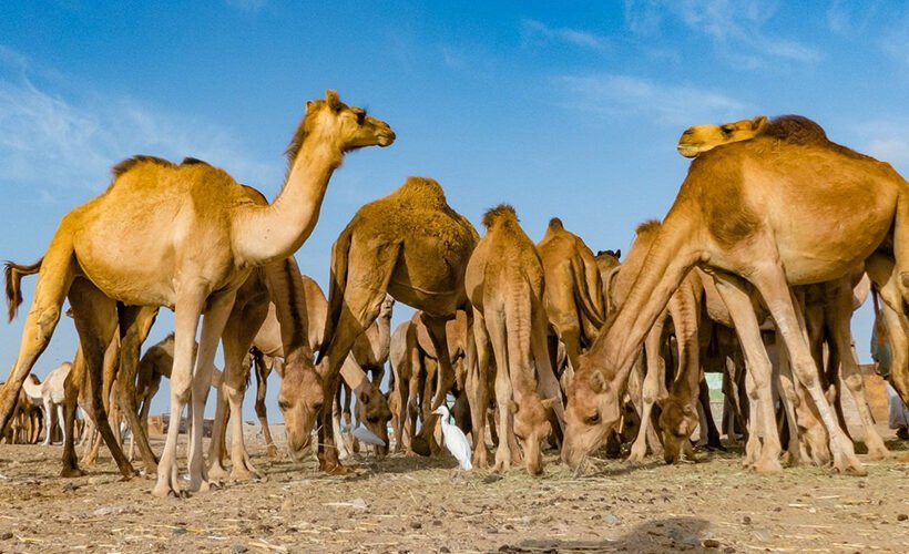 Shalateen Tour from Marsa Alam