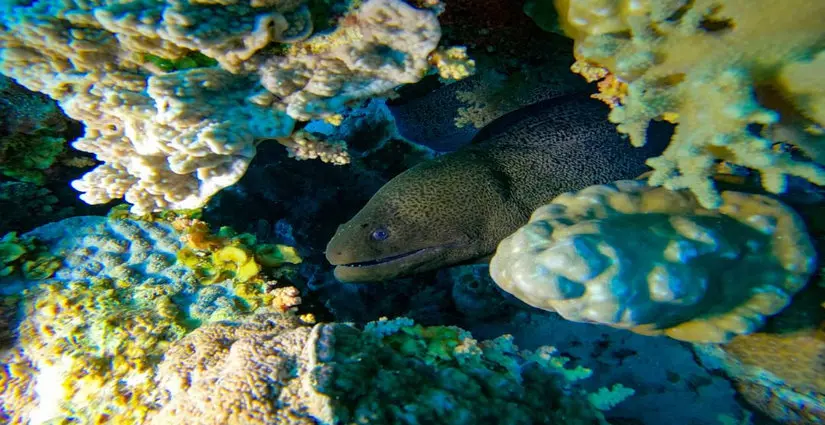 Abu Galawa Soghayar dive site with shallow coral reefs and reef fish in the Red Sea