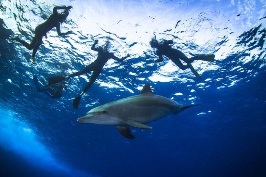 Shaab Samadai Dolphin House Marsa Alam with spinner dolphins coral gardens and Red Sea diving