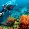 Dive Sites Marsa Alam