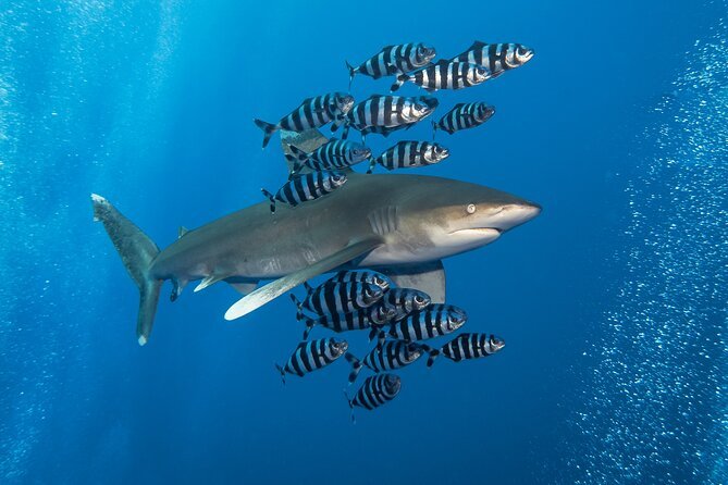 Elphinstone Reef Marsa Alam scuba diving site in the Red Sea Egypt