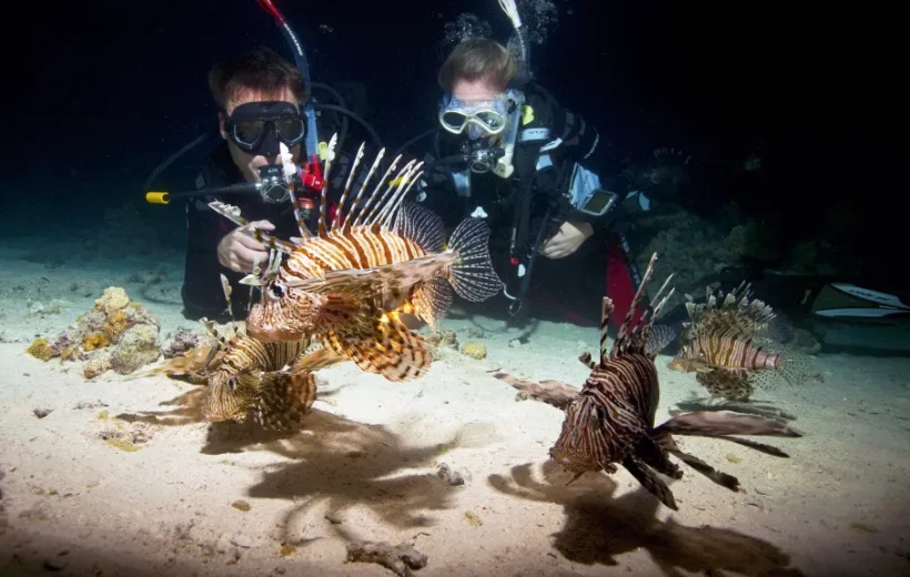 Night Diving in Marsa Alam