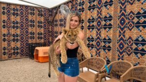 Baby Lion Holding Experience in Hurghada