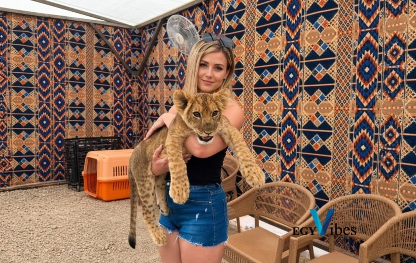 Baby Lion Holding Experience in Hurghada